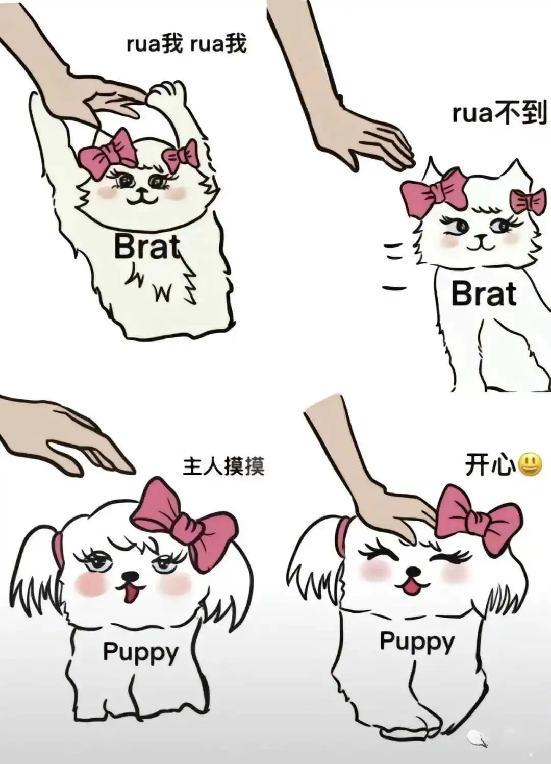 【西檬之家】k8猫系是什么意思？字母圈新人术语指南
